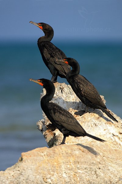 Kormorán neotropický (Phalacrocorax olivaceus), Kormorán subtropický (Phalacrocorax brasilianus) Neotropic Cormorant, Autor: Ondřej Prosický | NaturePhoto.cz, Model: Canon EOS-1D Mark III, Objektiv: Canon EF 500mm f/4 L IS USM + TC Canon 1.4x, Ohnisková vzdálenost (EQ35mm): 650 mm, stativ Gitzo, Clona: 5.6, Doba expozice: 1/3200 s, ISO: 320, Kompenzace expozice: +1/3, Blesk: Ne, Vytvořeno: 14. ledna 2011 16:58:21, Caye Caulker (Belize) 