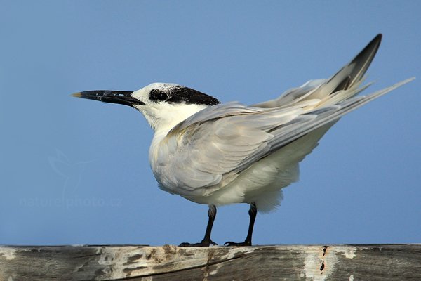 Rybák severní (Thalasseus sandvicensis), Rybák severní (Thalasseus sandvicensis) Sandwich Tern, Autor: Ondřej Prosický | NaturePhoto.cz, Model: Canon EOS-1D Mark III, Objektiv: Canon EF 500mm f/4 L IS USM + TC Canon 1.4x, Ohnisková vzdálenost (EQ35mm): 910 mm, stativ Gitzo, Clona: 6.3, Doba expozice: 1/4000 s, ISO: 400, Kompenzace expozice: +1/3, Blesk: Ne, Vytvořeno: 14. ledna 2011 16:40:43, Caye Caulker (Belize) 