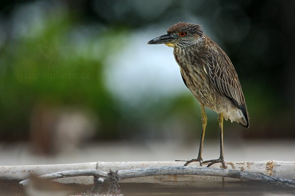 Kvakoš žlutočelý (Nyctanassa violacea), Kvakoš žlutočelý (Nyctanassa violacea) Yellow-crowned Night-Heron, Autor: Ondřej Prosický | NaturePhoto.cz, Model: Canon EOS-1D Mark III, Objektiv: Canon EF 500mm f/4 L IS USM + TC Canon 1.4x, Ohnisková vzdálenost (EQ35mm): 910 mm, stativ Gitzo, Clona: 6.3, Doba expozice: 1/200 s, ISO: 320, Kompenzace expozice: 0, Blesk: Ne, Vytvořeno: 14. ledna 2011 15:34:17, Caye Caulker (Belize) 