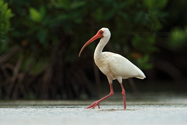 Ibis bílý (Eudocimus albus), Ibis bílý (Eudocimus albus) White Ibis, Autor: Ondřej Prosický | NaturePhoto.cz, Model: Canon EOS-1D Mark III, Objektiv: Canon EF 500mm f/4 L IS USM + TC Canon 1.4x, Ohnisková vzdálenost (EQ35mm): 910 mm, stativ Gitzo, Clona: 8.0, Doba expozice: 1/800 s, ISO: 800, Kompenzace expozice: 0, Blesk: Ne, Vytvořeno: 14. ledna 2011 15:16:40, Caye Caulker (Belize) 