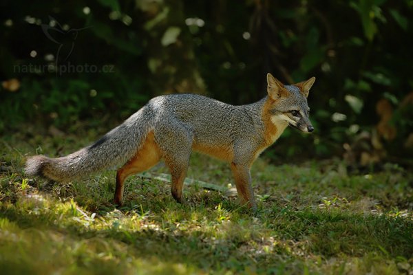 Liška šedá (Urocyon cinereoargenteus), Liška šedá (Urocyon cinereoargenteus) Grey Fox, Autor: Ondřej Prosický | NaturePhoto.cz, Model: Canon EOS-1D Mark III, Objektiv: Canon EF 500mm f/4 L IS USM + TC Canon 1.4x, Ohnisková vzdálenost (EQ35mm): 650 mm, stativ Gitzo, Clona: 5.6, Doba expozice: 1/300 s, ISO: 800, Kompenzace expozice: -2/3, Blesk: Ne, Vytvořeno: 6. ledna 2011 19:59:10, San Ignacio (Belize) 