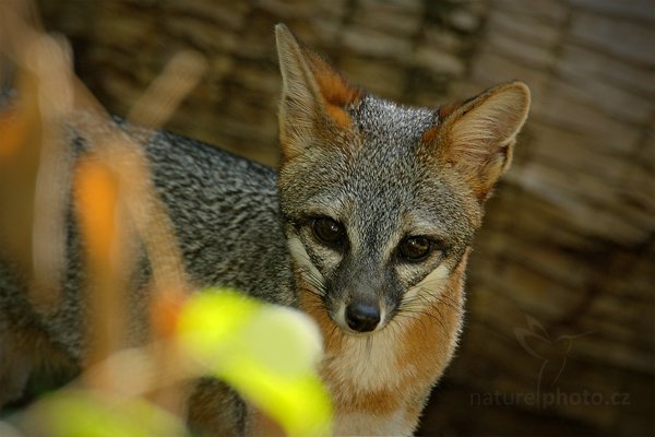 Liška šedá (Urocyon cinereoargenteus), Liška šedá (Urocyon cinereoargenteus), Grey Fox, Autor: Ondřej Prosický | NaturePhoto.cz, Model: Canon EOS-1D Mark III, Objektiv: Canon EF 500mm f/4 L IS USM + TC Canon 1.4x, Ohnisková vzdálenost (EQ35mm): 910 mm, stativ Gitzo, Clona: 5.6, Doba expozice: 1/200 s, ISO: 800, Kompenzace expozice: -2/3, Blesk: Ano, Vytvořeno: 6. ledna 2011 19:58:48, San Ignacio (Belize) 