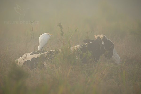 Volavka rusohlavá (Bubulcus ibis), Volavka rusohlavá (Bubulcus ibis) Cattle Egret, Autor: Ondřej Prosický | NaturePhoto.cz, Model: Canon EOS-1D Mark III, Objektiv: Canon EF 500mm f/4 L IS USM + TC Canon 1.4x, Ohnisková vzdálenost (EQ35mm): 650 mm, stativ Gitzo, Clona: 5.0, Doba expozice: 1/2500 s, ISO: 800, Kompenzace expozice: -1/3, Blesk: Ne, Vytvořeno: 4. ledna 2011 9:19:52, San Ignacio (Belize)