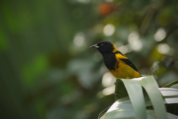 Trupiál mexický (Icterus prosthemelas), Trupiál mexický (Icterus prosthemelas) Black-cowled Oriole, Autor: Ondřej Prosický | NaturePhoto.cz, Model: Canon EOS-1D Mark III, Objektiv: Canon EF 500mm f/4 L IS USM, Ohnisková vzdálenost (EQ35mm): 650 mm, stativ Gitzo, Clona: 5.6, Doba expozice: 1/500 s, ISO: 800, Kompenzace expozice: -1, Blesk: Ne, Vytvořeno: 3. ledna 2011 13:09:10, San Ignacio (Belize)