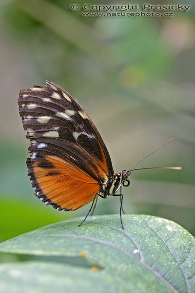 Heliconius Hacale (Heliconius Hacale zuleika), Autor: Ondřej Prosický, Model aparátu: Canon EOS 300D DIGITAL, Objektiv: Canon EF 100mm f/2,8 Macro USM, Monopod Manfrotto 681B, Ohnisková vzdálenost: 100.00 mm, Clona: 3.50, Doba expozice: 1/125 s, ISO: 400, Vyvážení expozice: 0.00, Blesk: Ne, RBBN Monteverde (Kostarika)