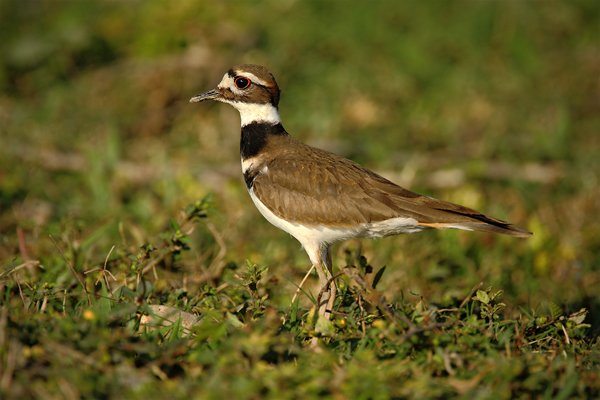 Kulík rezavoocasý (Charadrius vociferus), Kulík rezavoocasý (Charadrius vociferus) Killdeer, Autor: Ondřej Prosický | NaturePhoto.cz, Model: Canon EOS-1D Mark III, Objektiv: Canon EF 500mm f/4 L IS USM + TC Canon 1.4x, Ohnisková vzdálenost (EQ35mm): 910 mm, stativ Gitzo, Clona: 5.6, Doba expozice: 1/1250 s, ISO: 250, Kompenzace expozice: 0, Blesk: Ano, Vytvořeno: 3. ledna 2011 17:57:04, San Ignacio (Belize) 