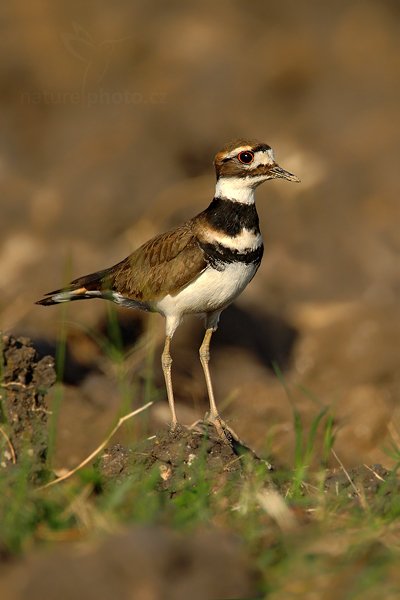 Kulík rezavoocasý (Charadrius vociferus), Kulík rezavoocasý (Charadrius vociferus) Killdeer, Autor: Ondřej Prosický | NaturePhoto.cz, Model: Canon EOS-1D Mark III, Objektiv: Canon EF 500mm f/4 L IS USM + TC Canon 1.4x, Ohnisková vzdálenost (EQ35mm): 910 mm, stativ Gitzo, Clona: 5.6, Doba expozice: 1/2500 s, ISO: 500, Kompenzace expozice: 0, Blesk: Ano, Vytvořeno: 3. ledna 2011 17:55:45, San Ignacio (Belize) 