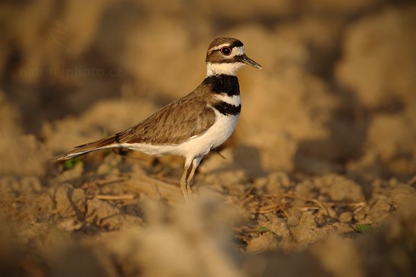 Kulík rezavoocasý (Charadrius vociferus), Kulík rezavoocasý (Charadrius vociferus) Killdeer, Autor: Ondřej Prosický | NaturePhoto.cz, Model: Canon EOS-1D Mark III, Objektiv: Canon EF 500mm f/4 L IS USM + TC Canon 1.4x, Ohnisková vzdálenost (EQ35mm): 650 mm, stativ Gitzo, Clona: 4.0, Doba expozice: 1/640 s, ISO: 125, Kompenzace expozice: -1, Blesk: Ano, Vytvořeno: 6. ledna 2011 18:53:28, San Ignacio (Belize) 