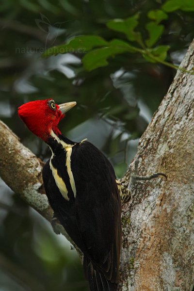 Datel proužkohřbetý (Melanerpes aurifrons), Datel proužkohřbetý (Melanerpes aurifrons) Golden-fronted Woodpecker, Belize