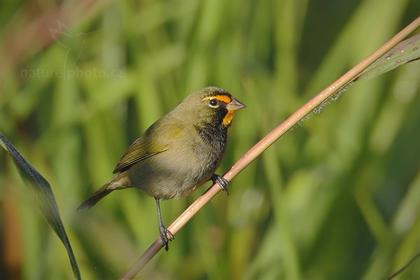 Kubánka velká (Tiaris olivaceus), Kubánka velká (Tiaris olivaceus) Yellow-faced Grassquit, Autor: Ondřej Prosický | NaturePhoto.cz, Model: Canon EOS-1D Mark III, Objektiv: Canon EF 500mm f/4 L IS USM, Ohnisková vzdálenost (EQ35mm): 910 mm, stativ Gitzo, Clona: 7.1, Doba expozice: 1/800 s, ISO: 320, Kompenzace expozice: -2/3, Blesk: Ne, Vytvořeno: 6. ledna 2011 15:54:22, San Ignacio (Belize)