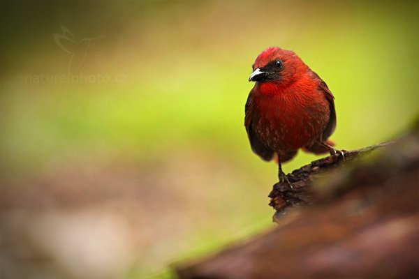 Tangara černobradá (Habia fuscicauda), Tangara černobradá (Habia fuscicauda) Red-throated Ant-Tanager,  Autor: Ondřej Prosický | NaturePhoto.cz, Model: Canon EOS 5D Mark II, Objektiv: Canon EF 500mm f/4 L IS USM, Ohnisková vzdálenost (EQ35mm): 500 mm, stativ Gitzo, Clona: 5.0, Doba expozice: 1/250 s, ISO: 1250, Kompenzace expozice: 0, Blesk: Ano, Vytvořeno: 3. ledna 2011 8:04:27, San Ignacio (Belize) 