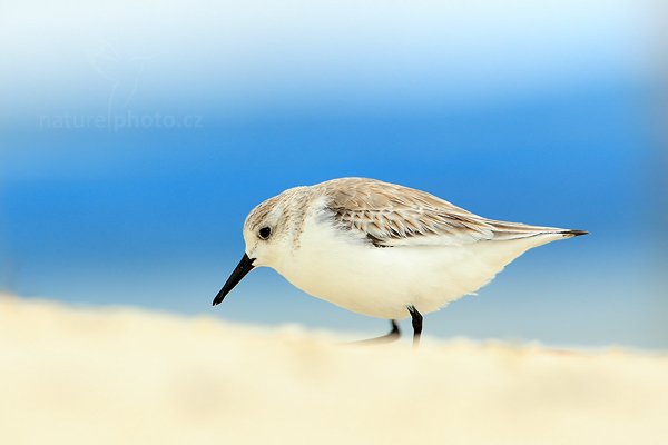 Jespák písečný (Calidris alba), Jespák písečný (Calidris alba) Sanderling, Autor: Ondřej Prosický | NaturePhoto.cz, Model: Canon EOS-1D Mark III, Objektiv: Canon EF 500mm f/4 L IS USM + TC Canon 1.4x, Ohnisková vzdálenost (EQ35mm): 910 mm, stativ Gitzo, Clona: 8.0, Doba expozice: 1/250 s, ISO: 200, Kompenzace expozice: +2/3, Blesk: Ne, Vytvořeno: 13. ledna 2011 18:41:36, Caye Caulker (Belize) 