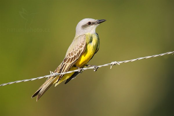 Tyran tropický (Tyrannus melancholicus), Tyran tropický (Tyrannus melancholicus) Tropical Kingbird, Autor: Ondřej Prosický | NaturePhoto.cz, Model: Canon EOS-1D Mark III, Objektiv: Canon EF 500mm f/4 L IS USM + TC Canon 1.4x, Ohnisková vzdálenost (EQ35mm): 910 mm, stativ Gitzo, Clona: 5.6, Doba expozice: 1/1600 s, ISO: 500, Kompenzace expozice: 0, Blesk: Ano, Vytvořeno: 3. ledna 2011 17:53:05, San Ignacio (Belize)