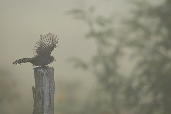 Drozdec černohlavý (Dumetella carolinensis), Drozdec černohlavý (Dumetella carolinensis) Gray Catbird, Autor: Ondřej Prosický | NaturePhoto.cz, Model: Canon EOS-1D Mark III, Objektiv: Canon EF 500mm f/4 L IS USM + TC Canon 1.4x, Ohnisková vzdálenost (EQ35mm): 650 mm, stativ Gitzo, Clona: 5.0, Doba expozice: 1/3200 s, ISO: 800, Kompenzace expozice: -1/3, Blesk: Ne, Vytvořeno: 4. ledna 2011 15:18:03, San Ignacio (Belize) 