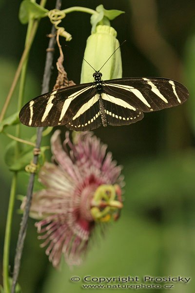 Zebra Longwing (Heliconius charitonius), Autor: Ondřej Prosický, Model aparátu: Canon EOS 300D DIGITAL, Objektiv: Canon EF 100mm f/2,8 Macro USM, Monopod Manfrotto 681B, Ohnisková vzdálenost: 100.00 mm, Clona: 5.60, Doba expozice: 1/320 s, ISO: 400, Vyvážení expozice: 0.00, Blesk: Ne, RBBN Monteverde (Kostarika)