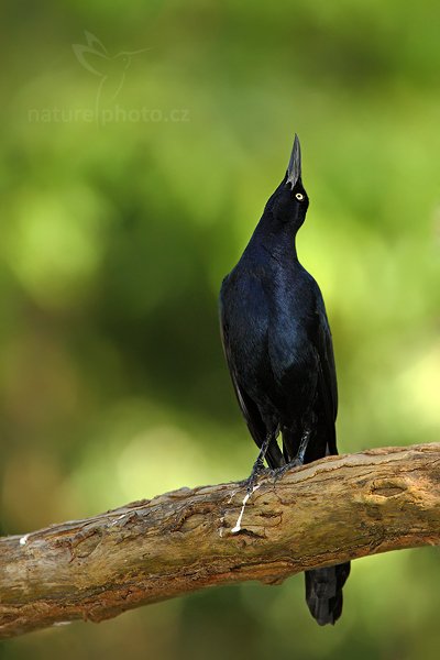 Vlhovec velkoocasý (Quiscalus mexicanus), Vlhovec velkoocasý Quiscalus mexicanus) Great-tailed Grackle Autor: Ondřej Prosický | NaturePhoto.cz, Model: Canon EOS-1D Mark III, Objektiv: Canon EF 500mm f/4 L IS USM + TC Canon 1.4x, Ohnisková vzdálenost (EQ35mm): 910 mm, stativ Gitzo, Clona: 6.3, Doba expozice: 1/400 s, ISO: 800, Kompenzace expozice: -1/3, Blesk: Ano, Vytvořeno: 1. ledna 2011 17:21:39, San Ignacio (Belize) 