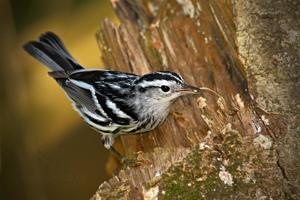 Lesňáček černobílý (Mniotilta varia), Lesňáček černobílý (Mniotilta varia) Black-and-white Warbler, Autor: Ondřej Prosický | NaturePhoto.cz, Model: Canon EOS-1D Mark III, Objektiv: Canon EF 500mm f/4 L IS USM + TC Canon 1.4x, Ohnisková vzdálenost (EQ35mm): 910 mm, stativ Gitzo, Clona: 6.3, Doba expozice: 1/640 s, ISO: 800, Kompenzace expozice: -1/3, Blesk: Ano, Vytvořeno: 1. ledna 2011 17:20:13, San Ignacio (Belize)