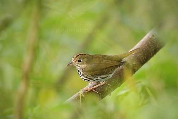 Lesňáček oranžovotemenný (Seiurus aurocapillus), Lesňáček oranžovotemenný (Seiurus aurocapillus) Ovenbird, Autor: Ondřej Prosický | NaturePhoto.cz, Model: Canon EOS-1D Mark III, Objektiv: Canon EF 500mm f/4 L IS USM + TC Canon 1.4x, Ohnisková vzdálenost (EQ35mm): 650 mm, stativ Gitzo, Clona: 6.3, Doba expozice: 1/100 s, ISO: 200, Kompenzace expozice: 0, Blesk: Ano, Vytvořeno: 4. ledna 2011 11:57:43, San Ignacio (Belize) 