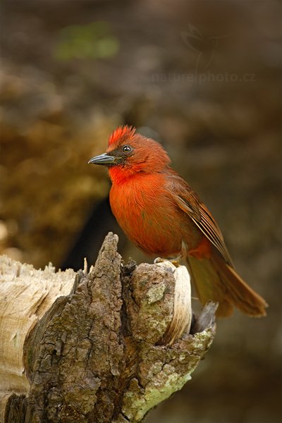 Tangara černobradá (Habia fuscicauda), Tangara černobradá (Habia fuscicauda) Red-throated Ant-Tanager, Autor: Ondřej Prosický | NaturePhoto.cz, Model: Canon EOS-1D Mark III, Objektiv: Canon EF 500mm f/4 L IS USM + TC Canon 1.4x, Ohnisková vzdálenost (EQ35mm): 650 mm, stativ Gitzo, Clona: 5.0, Doba expozice: 1/400 s, ISO: 500, Kompenzace expozice: -1, Blesk: Ne, Vytvořeno: 3. ledna 2011 13:55:00, San Ignacio (Belize) 