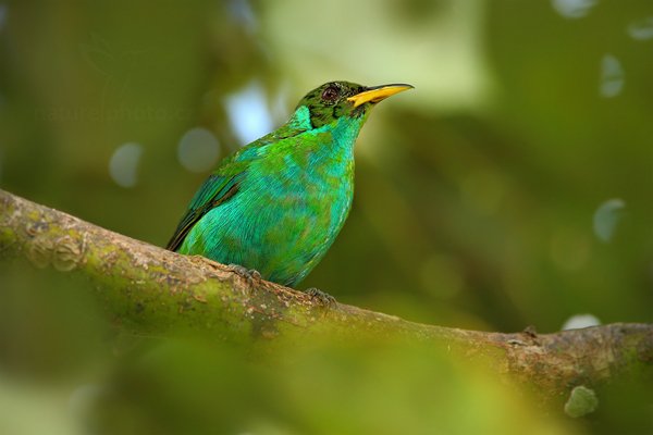 Květomil černohlavý (Chlorophanes spiza), Květomil černohlavý (Chlorophanes spiza) Green Honeycreeper, Autor: Ondřej Prosický | NaturePhoto.cz, Model: Canon EOS-1D Mark III, Objektiv: Canon EF 500mm f/4 L IS USM + TC Canon 1.4x, Ohnisková vzdálenost (EQ35mm): 910 mm, stativ Gitzo, Clona: 6.3, Doba expozice: 1/500 s, ISO: 640, Kompenzace expozice: -1/3, Blesk: Ano, Vytvořeno: 7. ledna 2011 15:08:09, San Ignacio (Belize)  