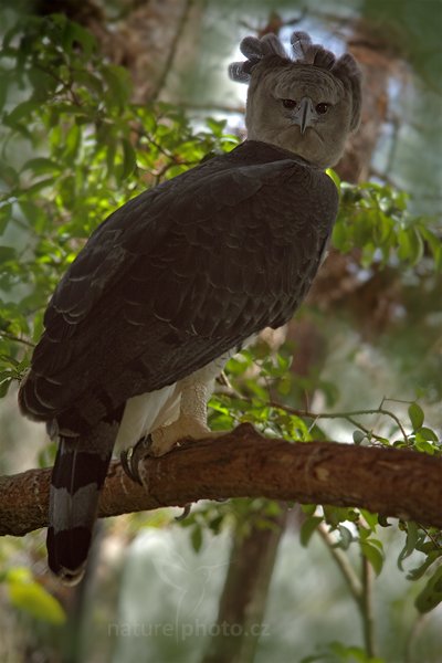 Harpyje pralesní (Harpia harpyja), Harpyje pralesní (Harpia harpyja) Harpy Eagle, Autor: Ondřej Prosický | NaturePhoto.cz, Model: Canon EOS 5D Mark II, Objektiv: Canon EF 200mm f/2.8 L USM, Ohnisková vzdálenost (EQ35mm): 280 mm, stativ Gitzo, Clona: 4.0, Doba expozice: 1/1000 s, ISO: 320, Kompenzace expozice: -1 2/3, Blesk: Ano, Vytvořeno: 5. ledna 2011 11:38:37, ZOO, San Ignacio (Belize) 