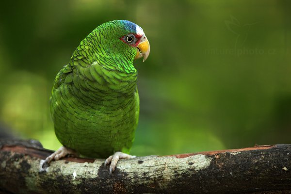 Amazoňan běločelý (Amazona albifrons), Amazoňan běločelý (Amazona albifrons) White-fronted Amazon, Autor: Ondřej Prosický | NaturePhoto.cz, Model: Canon EOS 5D Mark II, Objektiv: Canon EF 500mm f/4 L IS USM, Ohnisková vzdálenost (EQ35mm): 200 mm, stativ Gitzo, Clona: 2.8, Doba expozice: 1/320 s, ISO: 500, Kompenzace expozice: -1/3, Blesk: Ano, Vytvořeno: 5. ledna 2011 9:27:10, ZOO, San Ignacio (Belize) 