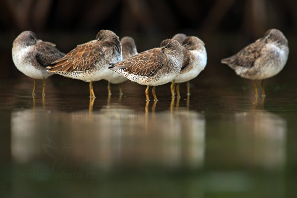 Slukovec krátkozobý (Limnodromus griseus), Slukovec krátkozobý (Limnodromus griseus) Short-billed Dowitcher, Autor: Ondřej Prosický | NaturePhoto.cz, Model: Canon EOS-1D Mark III, Objektiv: Canon EF 500mm f/4 L IS USM + TC Canon 1.4x, Ohnisková vzdálenost (EQ35mm): 910 mm, stativ Gitzo, Clona: 6.3, Doba expozice: 1/160 s, ISO: 800, Kompenzace expozice: +1/3, Blesk: Ne, Vytvořeno: 14. ledna 2011 15:13:09, Caye Caulker (Belize)