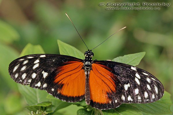 Heliconius Hacale (Heliconius Hacale zuleika), Autor: Ondřej Prosický, Model aparátu: Canon EOS 300D DIGITAL, Objektiv: Canon EF 100mm f/2,8 Macro USM, Monopod Manfrotto 681B, Ohnisková vzdálenost: 100.00 mm, Clona: 7.10, Doba expozice: 1/160 s, ISO: 400, Vyvážení expozice: 0.00, Blesk: Ne, RBBN Monteverde (Kostarika)