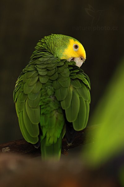 Amazoňan žlutolící (Amazona autumnalis), Amazoňan žlutolící (Amazona autumnalis), Red-lored Amazon Parrot, Autor: Ondřej Prosický | NaturePhoto.cz, Model: Canon EOS 5D Mark II, Objektiv: Canon EF 500mm f/4 L IS USM, Ohnisková vzdálenost (EQ35mm): 200 mm, stativ Gitzo, Clona: 4.0, Doba expozice: 1/250 s, ISO: 640, Kompenzace expozice: -2/3, Blesk: Ano, Vytvořeno: 5. ledna 2011 9:21:59, ZOO, San Ignacio (Belize) 