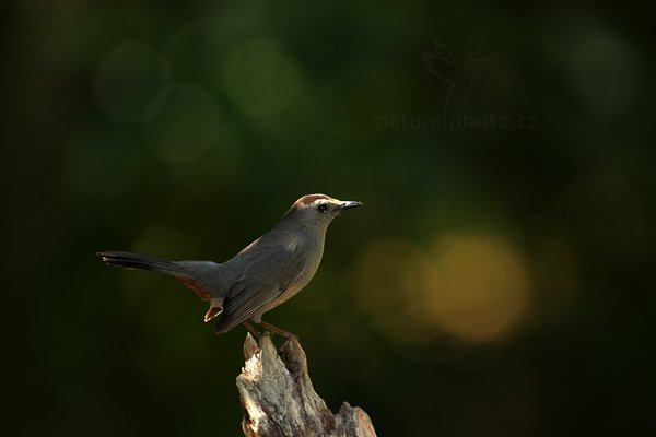 Drozdec černohlavý (Dumetella carolinensis)