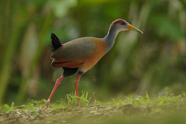 Chřástal guyanský (Aramides cajanea), Chřástal guyanský (Aramides cajanea) Gray-necked Wood-Rail, Autor: Ondřej Prosický | NaturePhoto.cz, Model: Canon EOS-1D Mark III, Objektiv: Canon EF 500mm f/4 L IS USM, Ohnisková vzdálenost (EQ35mm): 650 mm, stativ Gitzo, Clona: 5.0, Doba expozice: 1/160 s, ISO: 800, Kompenzace expozice: -2/3, Blesk: Ano, Vytvořeno: 5. ledna 2011 18:08:33, San Ignacio (Belize) 