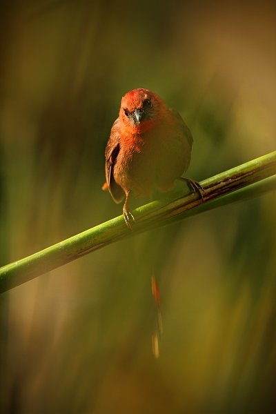 Tangara černobradá (Habia fuscicauda), angara černobradá (Habia fuscicauda) Red-throated Ant-Tanager, Autor: Ondřej Prosický | NaturePhoto.cz, Model: Canon EOS 5D Mark II, Objektiv: Canon EF 500mm f/4 L IS USM, Ohnisková vzdálenost (EQ35mm): 700 mm, stativ Gitzo, Clona: 5.6, Doba expozice: 1/160 s, ISO: 640, Kompenzace expozice: -1/3, Blesk: Ano, Vytvořeno: 3. ledna 2011 9:07:57, San Ignacio (Belize) 