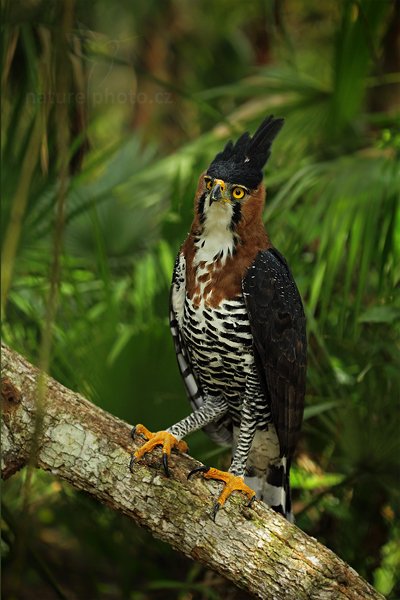 Orel ozdobný (spizaetus ornatus), Orel ozdobný (Spizaetus ornatus) Ornate Hawk-eagle, Autor: Ondřej Prosický | NaturePhoto.cz, Model: Canon EOS 5D Mark II, Objektiv: Canon EF 500mm f/4 L IS USM, Ohnisková vzdálenost (EQ35mm): 100 mm, stativ Gitzo, Clona: 3.2, Doba expozice: 1/400 s, ISO: 800, Kompenzace expozice: -1/3, Blesk: Ano, Vytvořeno: 5. ledna 2011 10:04:25, ZOO, San Ignacio (Belize) 