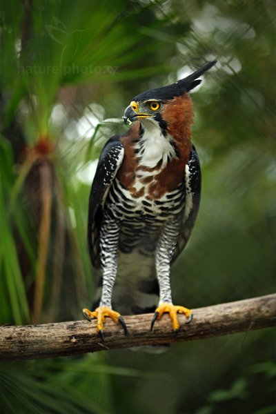 Orel ozdobný (Spizaetus ornatus), Orel ozdobný (Spizaetus ornatus) Ornate Hawk-eagle, Autor: Ondřej Prosický | NaturePhoto.cz, Model: Canon EOS 5D Mark II, Objektiv: Canon EF 500mm f/4 L IS USM, Ohnisková vzdálenost (EQ35mm): 100 mm, stativ Gitzo, Clona: 2.8, Doba expozice: 1/200 s, ISO: 500, Kompenzace expozice: 0, Blesk: Ano, Vytvořeno: 5. ledna 2011 9:53:26, ZOO, San Ignacio (Belize)