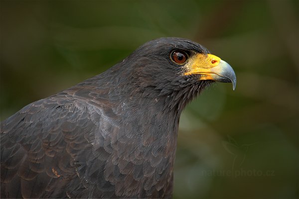 Káně tmavá (Buteogallus anthracinus), Káně tmavá (Buteogallus anthracinus) Common Black-Hawk, Autor: Ondřej Prosický | NaturePhoto.cz, Model: Canon EOS-1D Mark III, Objektiv: Canon EF 500mm f/4 L IS USM, Ohnisková vzdálenost (EQ35mm): 910 mm, stativ Gitzo, Clona: 5.6, Doba expozice: 1/320 s, ISO: 400, Kompenzace expozice: -1/3, Blesk: Ano, Vytvořeno: 14. ledna 2011 20:56:47, Caye Caulker (Belize)