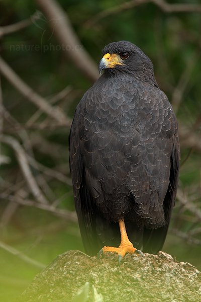 Káně tmavá (Buteogallus anthracinus), Káně tmavá (Buteogallus anthracinus) Common Black-Hawk, 