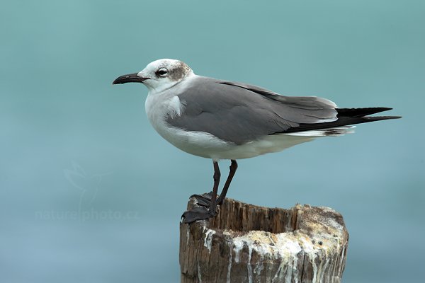 Racek atlantický (Leucophaeus atricilla), Racek atlantický (Leucophaeus atricilla)  Laughing Gull, Autor: Ondřej Prosický | NaturePhoto.cz, Model: Canon EOS-1D Mark III, Objektiv: Canon EF 500mm f/4 L IS USM, Ohnisková vzdálenost (EQ35mm): 910 mm, stativ Gitzo, Clona: 8.0, Doba expozice: 1/250 s, ISO: 200, Kompenzace expozice: +1 1/3, Blesk: Ne, Vytvořeno: 13. ledna 2011 18:33:23, Caye Caulker (Belize) 