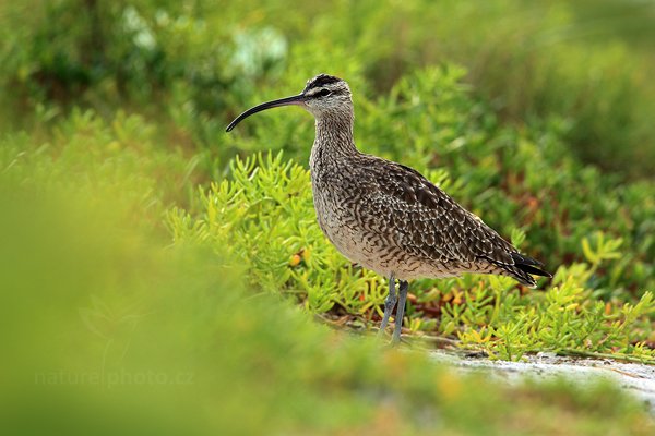 Koliha malá (Numenius phaeopus), Koliha malá (Numenius phaeopus) Whimbrel, Autor: Ondřej Prosický | NaturePhoto.cz, Model: Canon EOS 5D Mark II, Objektiv: Canon EF 500mm f/4 L IS USM, Ohnisková vzdálenost (EQ35mm): 700 mm, stativ Gitzo, Clona: 6.3, Doba expozice: 1/400 s, ISO: 640, Kompenzace expozice: -1/3, Blesk: Ne, Vytvořeno: 13. ledna 2011 7:01:34, Caye Caulker (Belize)