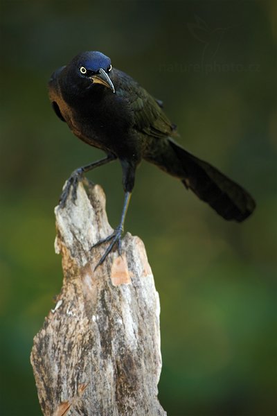 Vlhovec velkoocasý (Quiscalus mexicanus), Vlhovec velkoocasý (Quiscalus mexicanus) Great-tailed Grackle, Autor: Ondřej Prosický | NaturePhoto.cz, Model: Canon EOS-1D Mark III, Objektiv: Canon EF 500mm f/4 L IS USM, Ohnisková vzdálenost (EQ35mm): 650 mm, stativ Gitzo, Clona: 6.3, Doba expozice: 1/80 s, ISO: 800, Kompenzace expozice: -2/3, Blesk: Ano, Vytvořeno: 6. ledna 2011 16:43:21, San Ignacio (Belize)