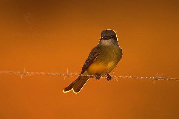 Tyran tropický (Tyrannus melancholicus), Tyran tropický (Tyrannus melancholicus) Tropical Kingbird, Autor: Ondřej Prosický | NaturePhoto.cz, Model: Canon EOS-1D Mark III, Objektiv: Canon EF 500mm f/4 L IS USM, Ohnisková vzdálenost (EQ35mm): 650 mm, stativ Gitzo, Clona: 4.0, Doba expozice: 1/300 s, ISO: 160, Kompenzace expozice: -1/3, Blesk: Ano, Vytvořeno: 6. ledna 2011 19:13:20, San Ignacio (Belize)