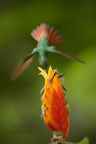 Kolibřík rezavoocasý (Amazilia tzacatl), Kolibřík rezavoocasý (Amazilia tzacatl) Rufous-tailed Hummingbird,Autor: Ondřej Prosický | NaturePhoto.cz, Model: Canon EOS-1D Mark III, Objektiv: Canon EF 500mm f/4 L IS USM, Ohnisková vzdálenost (EQ35mm): 650 mm, stativ Gitzo, Clona: 5.6, Doba expozice: 1/250 s, ISO: 800, Kompenzace expozice: -1, Blesk: Ne, Vytvořeno: 3. ledna 2011 13:29:05, San Ignacio (Belize) 