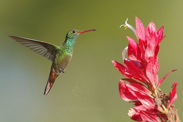 Kolibřík rezavoocasý (Amazilia tzacatl), Kolibřík rezavoocasý (Amazilia tzacatl) Rufous-tailed Hummingbird, Autor: Ondřej Prosický | NaturePhoto.cz, Model: Canon EOS-1D Mark III, Objektiv: Canon EF 500mm f/4 L IS USM, Ohnisková vzdálenost (EQ35mm): 910 mm, stativ Gitzo, Clona: 7.1, Doba expozice: 1/800 s, ISO: 500, Kompenzace expozice: -1/3, Blesk: Ano, Vytvořeno: 7. ledna 2011 16:51:12, San Ignacio (Belize)