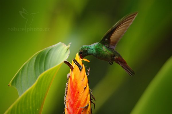 Kolibřík rezavoocasý (Amazilia tzacatl), Kolibřík rezavoocasý (Amazilia tzacatl) Rufous-tailed Hummingbird, Autor: Ondřej Prosický | NaturePhoto.cz, Model: Canon EOS-1D Mark III, Objektiv: Canon EF 500mm f/4 L IS USM, Ohnisková vzdálenost (EQ35mm): 650 mm, stativ Gitzo, Clona: 5.6, Doba expozice: 1/400 s, ISO: 800, Kompenzace expozice: -1, Blesk: Ne, Vytvořeno: 3. ledna 2011 19:29:40, San Ignacio (Belize)