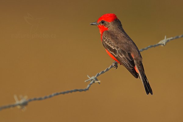 Tyranovec rubínový (Pyrocephalus rubinus), Tyranovec rubínový (Pyrocephalus rubinus) Vermilion Flycatcher, Autor: Ondřej Prosický | NaturePhoto.cz, Model: Canon EOS-1D Mark III, Objektiv: Canon EF 500mm f/4 L IS USM, Ohnisková vzdálenost (EQ35mm): 910 mm, stativ Gitzo, Clona: 7.1, Doba expozice: 1/400 s, ISO: 160, Kompenzace expozice: 0, Blesk: Ano, Vytvořeno: 4. ledna 2011 0:12:36, San Ignacio (Belize)