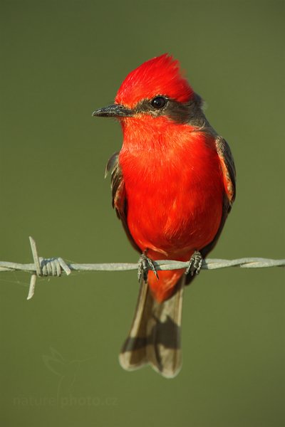 Tyranovec rubínový (Pyrocephalus rubinus), Tyranovec rubínový (Pyrocephalus rubinus) Vermilion Flycatcher, Autor: Ondřej Prosický | NaturePhoto.cz, Model: Canon EOS-1D Mark III, Objektiv: Canon EF 500mm f/4 L IS USM, Ohnisková vzdálenost (EQ35mm): 910 mm, stativ Gitzo, Clona: 7.1, Doba expozice: 1/320 s, ISO: 160, Kompenzace expozice: 0, Blesk: Ano, Vytvořeno: 4. ledna 2011 0:14:54, Caye Caulker (Belize) 