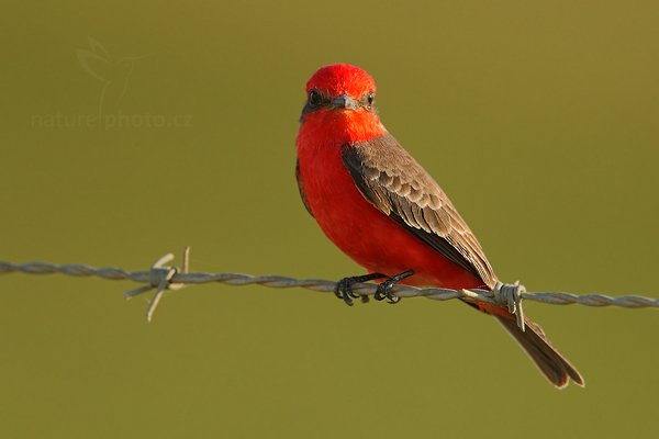 Tyranovec rubínový (Pyrocephalus rubinus), Tyranovec rubínový (Pyrocephalus rubinus) Vermilion Flycatcher, Autor: Ondřej Prosický | NaturePhoto.cz, Model: Canon EOS-1D Mark III, Objektiv: Canon EF 500mm f/4 L IS USM, Ohnisková vzdálenost (EQ35mm): 910 mm, stativ Gitzo, Clona: 5.6, Doba expozice: 1/640 s, ISO: 250, Kompenzace expozice: 0, Blesk: Ne, Vytvořeno: 4. ledna 2011 0:08:21, San Ignacio (Belize) 