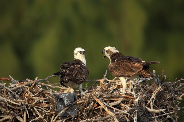 Orlovec říční (Pandion haliaetus), Orlovec říční (Pandion haliaetus) Osprey, Autor: Ondřej Prosický | NaturePhoto.cz, Model: Canon EOS 5D Mark II, Objektiv: Canon EF 500mm f/4 L IS USM, Ohnisková vzdálenost (EQ35mm): 700 mm, stativ Gitzo, Clona: 7.1, Doba expozice: 1/320 s, ISO: 500, Kompenzace expozice: -2/3, Blesk: Ne, Vytvořeno: 14. ledna 2011 16:31:59, Caye Caulker (Belize)