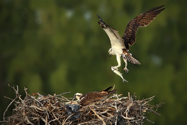 Orlovec říční (Pandion haliaetus), Orlovec říční (Pandion haliaetus) Osprey, Autor: Ondřej Prosický | NaturePhoto.cz, Model: Canon EOS-1D Mark III, Objektiv: Canon EF 500mm f/4 L IS USM, Ohnisková vzdálenost (EQ35mm): 910 mm, stativ Gitzo, Clona: 6.3, Doba expozice: 1/640 s, ISO: 500, Kompenzace expozice: -2/3, Blesk: Ne, Vytvořeno: 15. ledna 2011 18:24:58, Caye Caulker (Belize)