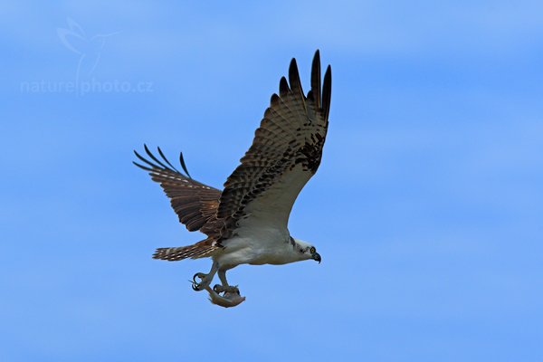 Orlovec říční (Pandion haliaetus), Orlovec říční (Pandion haliaetus) Osprey, Autor: Ondřej Prosický | NaturePhoto.cz, Model: Canon EOS-1D Mark III, Objektiv: Canon EF 500mm f/4 L IS USM, Ohnisková vzdálenost (EQ35mm): 364 mm, stativ Gitzo, Clona: 6.3, Doba expozice: 1/2000 s, ISO: 400, Kompenzace expozice: +1/3, Blesk: Ne, Vytvořeno: 14. ledna 2011 16:14:13, Caye Caulker (Belize) 