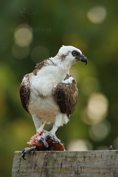 Orlovec říční (Pandion haliaetus), Orlovec říční (Pandion haliaetus) Osprey, Autor: Ondřej Prosický | NaturePhoto.cz, Model: Canon EOS-1D Mark III, Objektiv: Canon EF 500mm f/4 L IS USM, Ohnisková vzdálenost (EQ35mm): 910 mm, stativ Gitzo, Clona: 7.1, Doba expozice: 1/500 s, ISO: 640, Kompenzace expozice: 0, Blesk: Ne, Vytvořeno: 14. ledna 2011 15:58:06, Caye Caulker (Belize) 